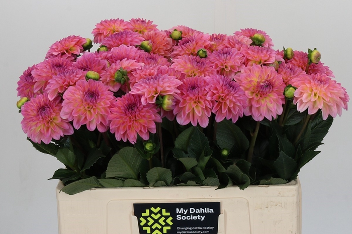 <h4>Dahlia Esli</h4>