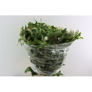 Carbouzijn Berry P Bunch