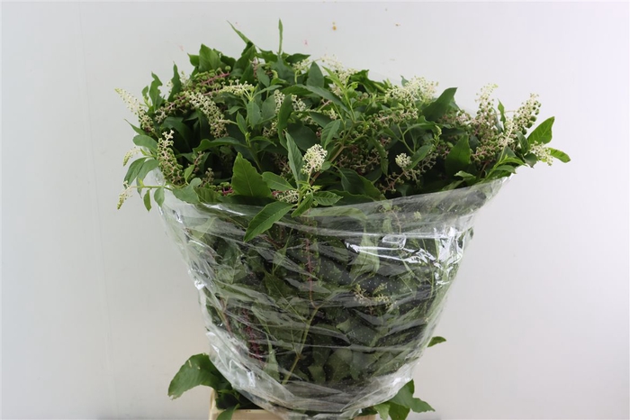 <h4>Carbouzijn Berry P Bunch</h4>