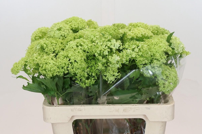 <h4>Viburnum Opulus Roseum</h4>