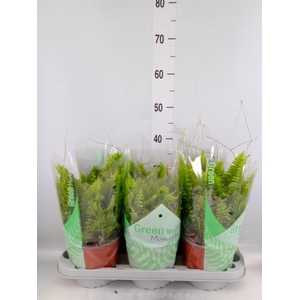 Nephrolepis exal. 'Green Moment'