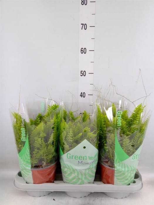 <h4>Nephrolepis exal. 'Green Moment'</h4>