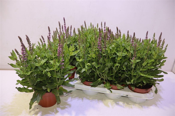 <h4>arr8 Salvia Ne Se Dp Rose</h4>
