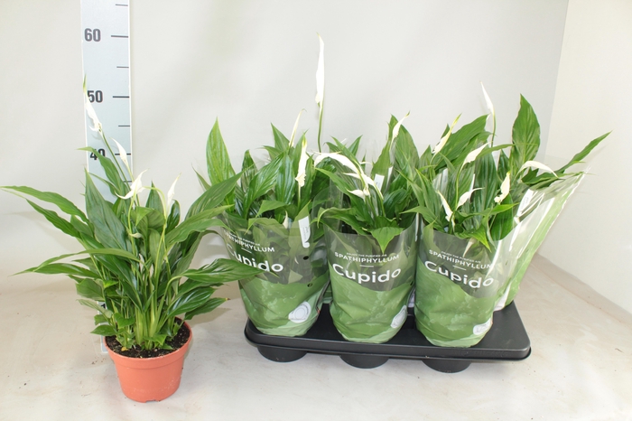 <h4>SPATH PEARL CUPIDO</h4>