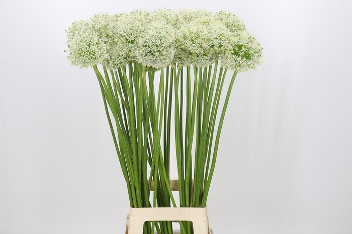 <h4>Allium Mount Everest</h4>