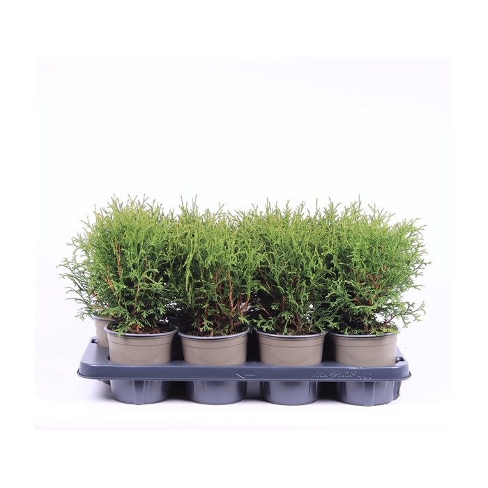 <h4>Thuja occidentalis 'Tiny Tim'</h4>