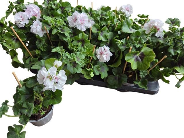 <h4>PEL PELT P LUNA</h4>