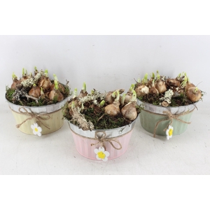 arr4 Narcis PL - Zink rond mix bloem