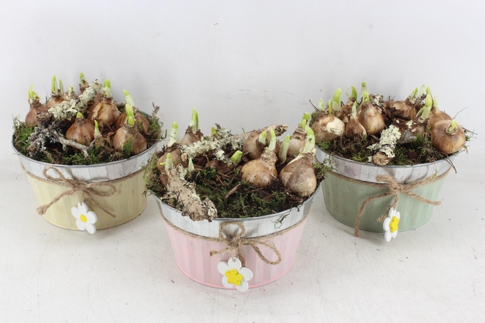 <h4>arr4 Narcis PL - Zink rond mix bloem</h4>