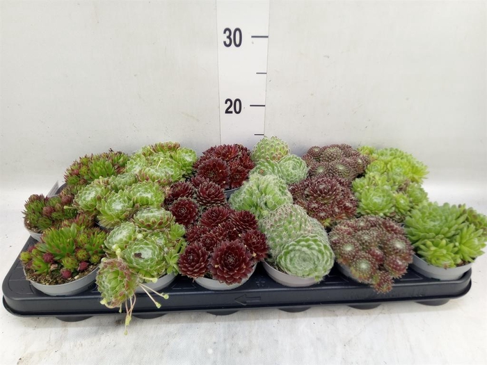 <h4>Sempervivum   ...</h4>