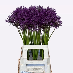ALLIUM PURPLE RAIN