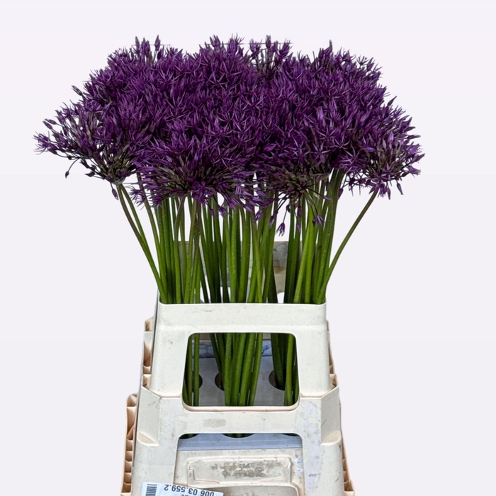 <h4>ALLIUM PURPLE RAIN</h4>