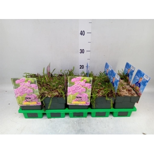 Achillea millef. 'Lilac Beauty'