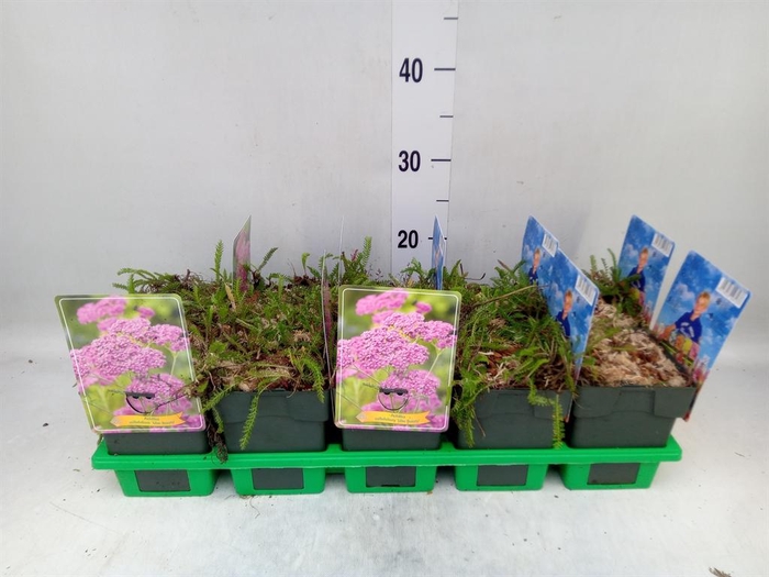 <h4>Achillea millef. 'Lilac Beauty'</h4>