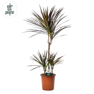 Dracaena Magenta p21 45+15+10 (Air So Pure)