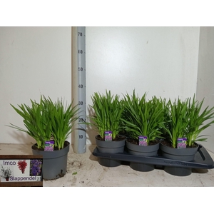 LIATR SPICATA