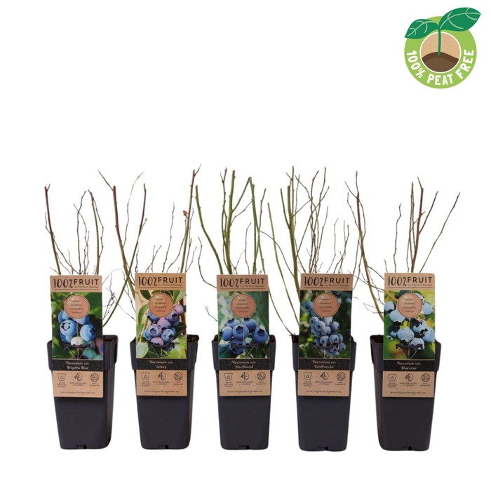 <h4>Vaccinium corymbosum</h4>