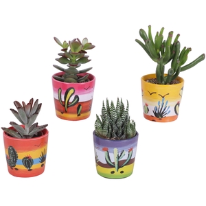 Succulenten mix Ø5,5cm in Ceramic Pot Mexico Ø07cm