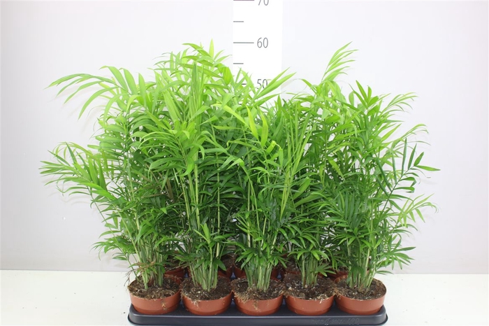<h4>Chamaedorea Elegans</h4>