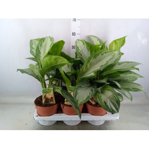 Aglaonema  'Silver Bay'