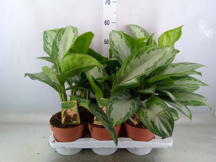 <h4>Aglaonema  'Silver Bay'</h4>