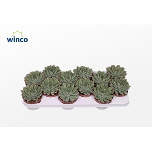 Echeveria Rondo