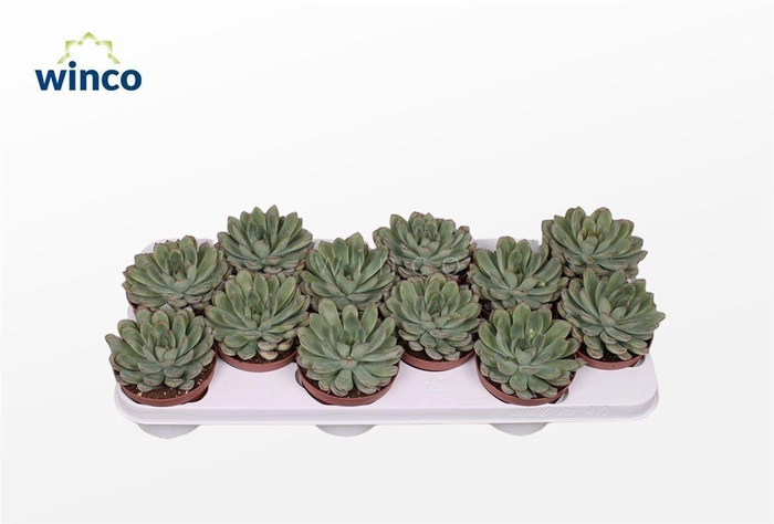 <h4>Echeveria Rondo</h4>