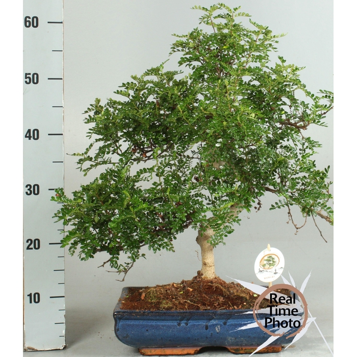 <h4>BONSAI GEM</h4>