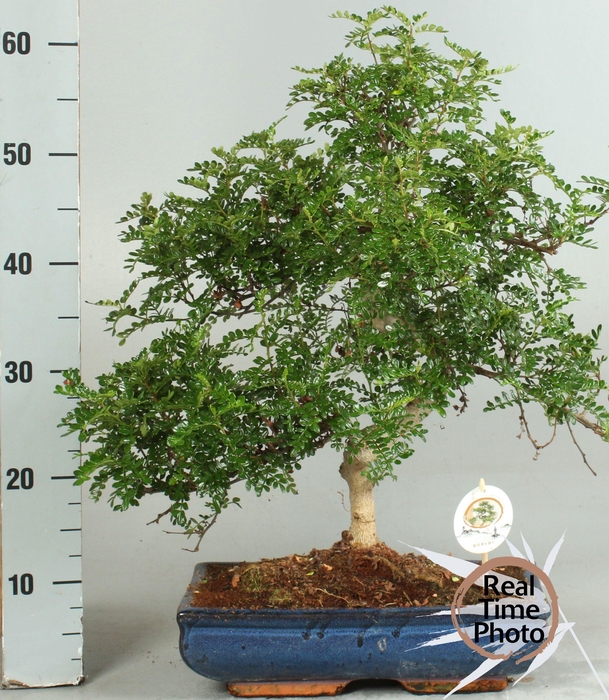 <h4>BONSAI GEM</h4>
