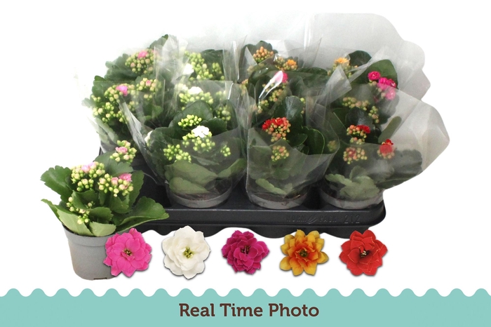 <h4>KAL GE GEM 5 KL</h4>