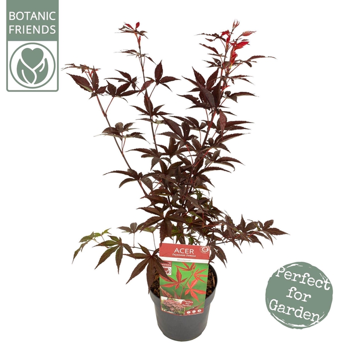 <h4>Acer palmatum Bloodgood</h4>