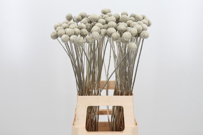 Craspedia Kl Bh Platina Xl