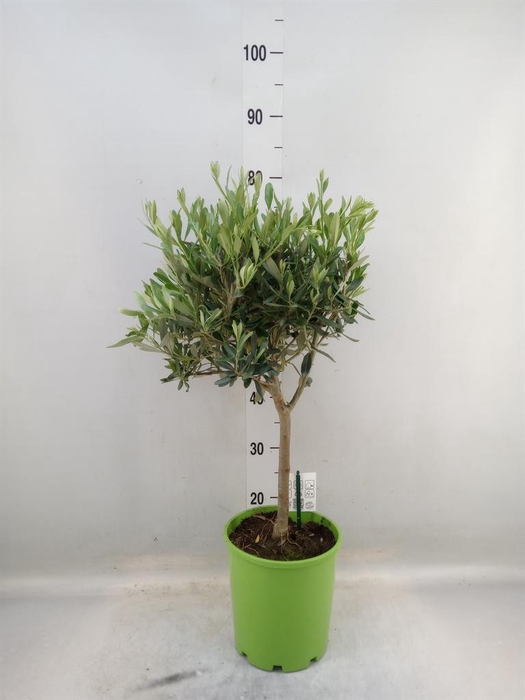 <h4>Olea europaea</h4>