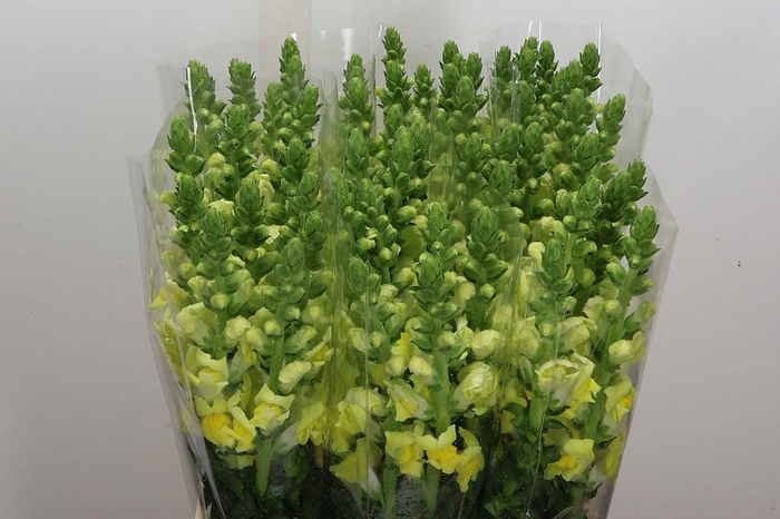 <h4>Antir It Yellow</h4>