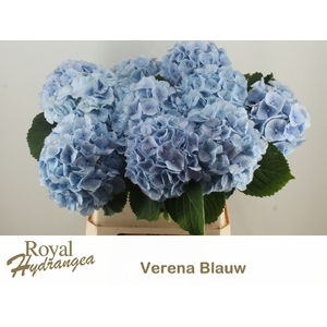 HYDR M CH VERENA BL