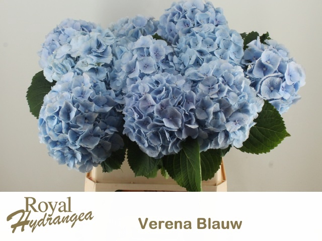 <h4>HYDR M CH VERENA BL</h4>