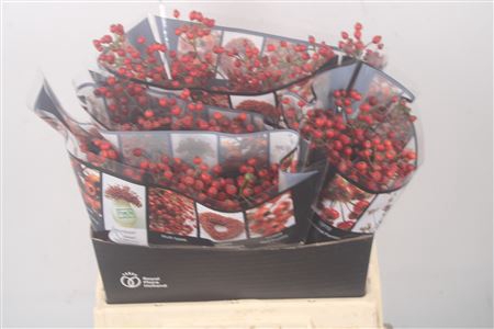 <h4>Rosa Autumn Rosefruits Elite</h4>