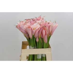 Zantedeschia Eydolls Pink