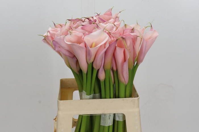 <h4>Zantedeschia Eydolls Pink</h4>