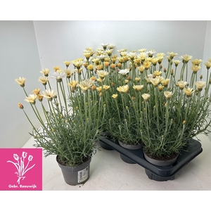 RHODAN H ZAGORA YELL