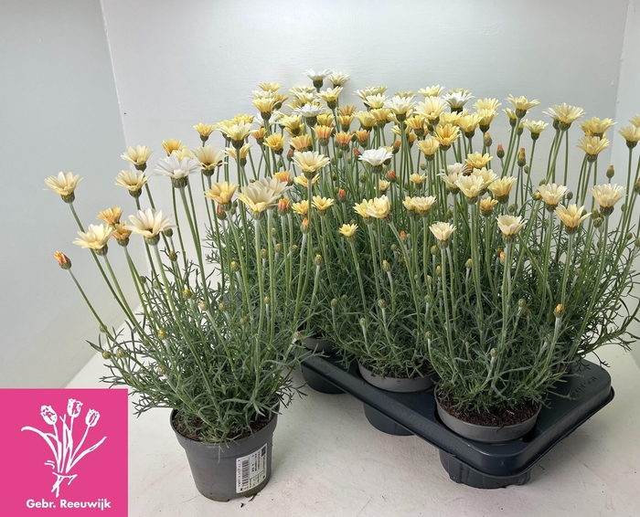 <h4>RHODAN H ZAGORA YELL</h4>