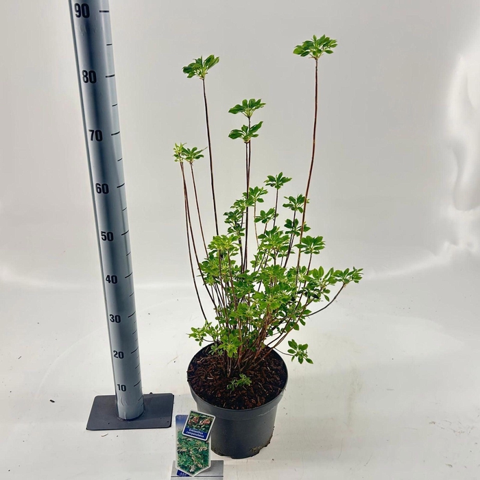 <h4>Enkianthus campanulatus</h4>