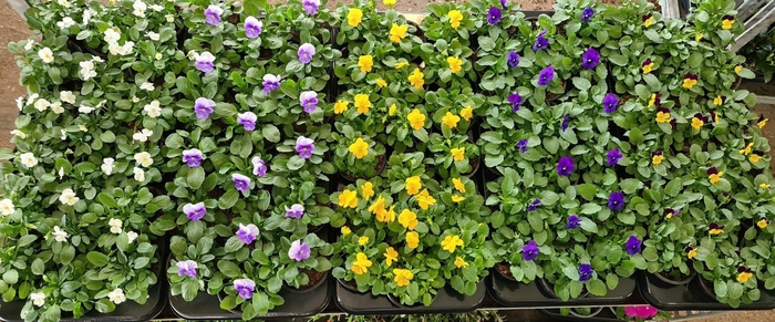 <h4>Viola overig</h4>