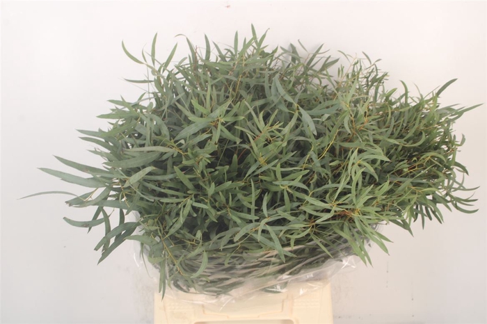 <h4>Euc Nicholy Short Per Bunch</h4>
