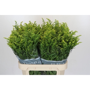 Solidago Golden Glory