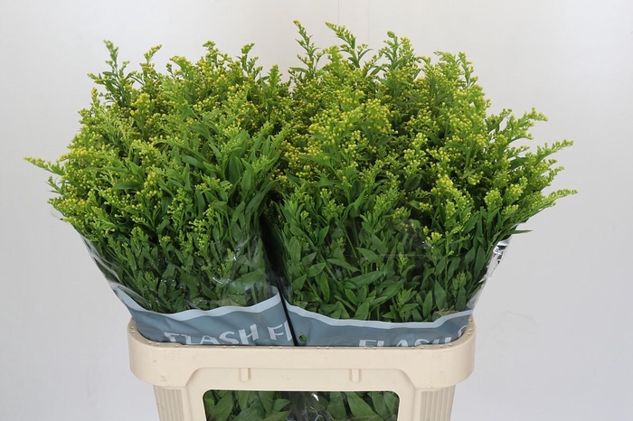 <h4>Solidago Golden Glory</h4>