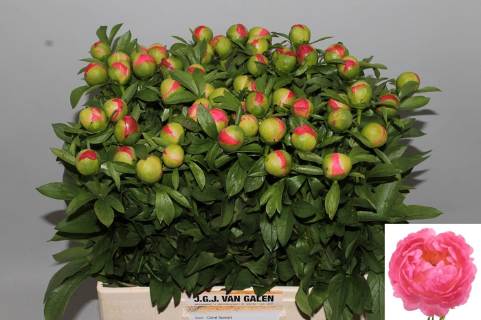 <h4>PAEO CORAL SUNSET</h4>