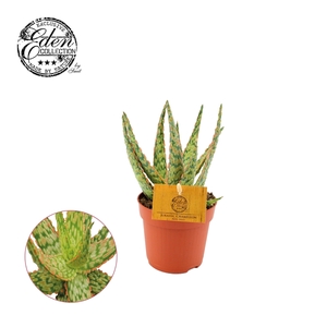 Aloe Hybride 10,5cm gemengd