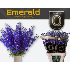 DELPH DU EMERALD 90CM X40