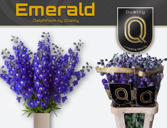 <h4>DELPH DU DELP EMERAL 90CM X30</h4>